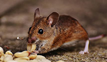 24 Hour & Emergency Exterminators in Dennison, OH